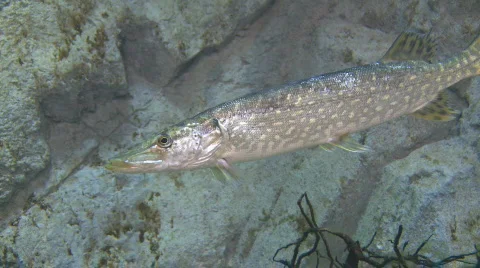 Northern Pike Freshwater Fish Underwater Stock Footage