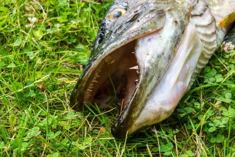 Northern pike in the grass 스톡 사진