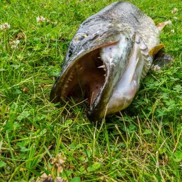 Northern pike on the grass Stock-Fotos