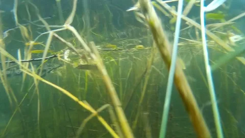 Northern pike hangs in the water column, closeup. Stock Footage