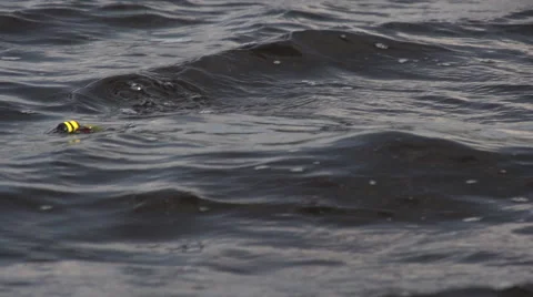 Northern Pike Surface Attack 库存影片 68675681