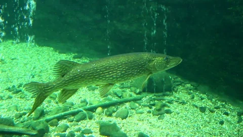 Northern pike underwater Stock Footage 77649063