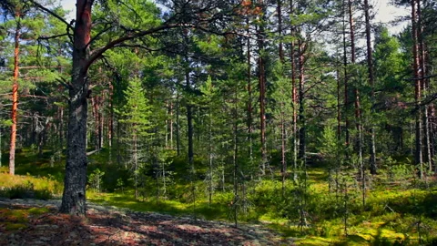 Northern Pine Forest 库存影片 106458642