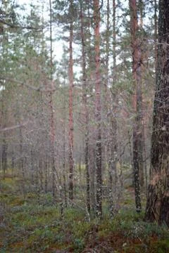 Northern pine forest 스톡 사진