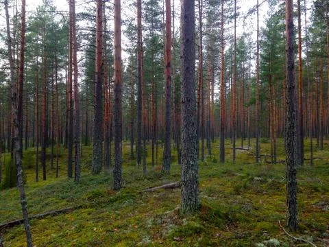 Northern Pine Forest Foto stock