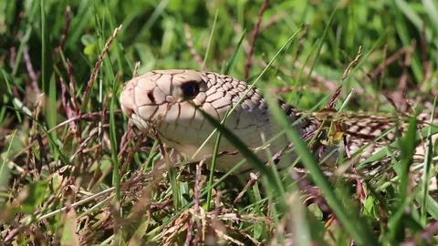 Northern pine snake Stock Footage 81214481