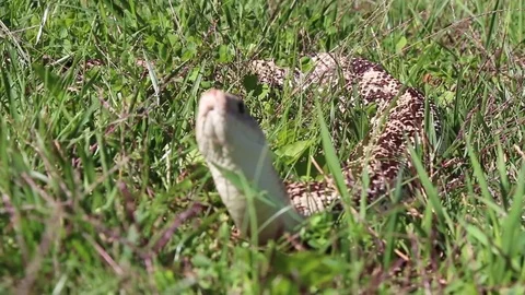 Northern Pine snake moving through grass Stock Footage 82020576