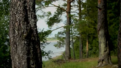 Northern pine trunks in cloudy and windy weather, Stock Footage 167432880