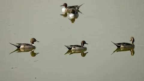 Northern pintail ducks floating on still wetland water in gujarat india 01 Stock Footage 337702827
