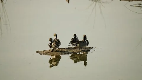 Northern pintail ducks floating on still wetland water in gujarat india 02 Stock Footage 337702869
