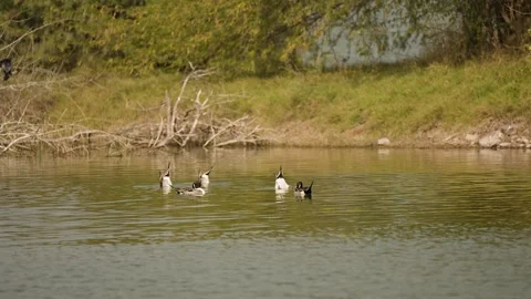 Northern pintail ducks floating on still wetland water in gujarat india 03 Stock Footage 337702880