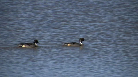 Northern Pintail Ducks Stock Footage 72396