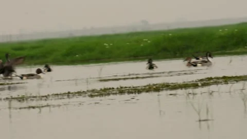 Northern Pintails in lake Stock-Footage 274185659