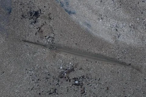 Northern Pipefish Stock Photos