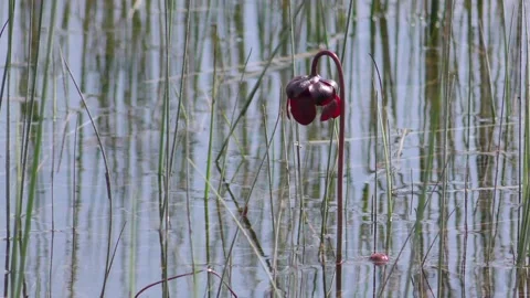 Northern Pitcher plant, flowering, E USA Video stock 195552389