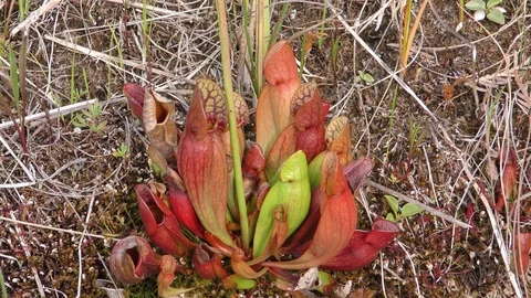 Northern Pitcher Plants, Eastern North America Video stock 109185318