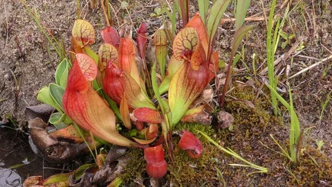 Northern Pitcher Plants, Eastern North America Stock Footage 109185349