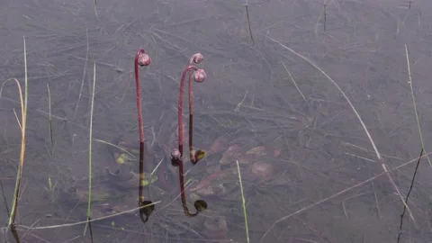 Northern Pitcher plants, flowering, E USA Video stock 195552352