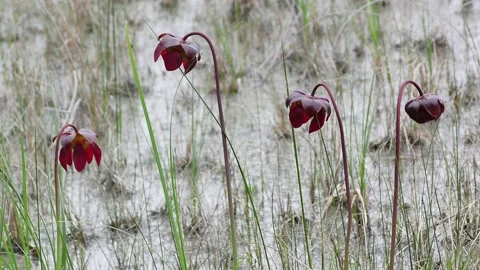 Northern Pitcher plants, flowering, E USA Stock Footage 195553877