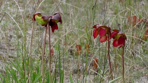 Northern Pitcher plants, flowering, E USA Stockbeeldmateriaal 195554536