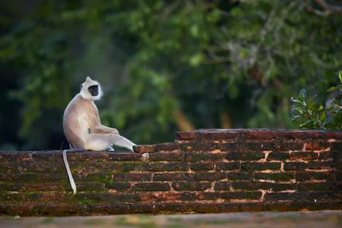 The northern plains gray langur (Semnopithecus entellus), also known as the s Stock Photos