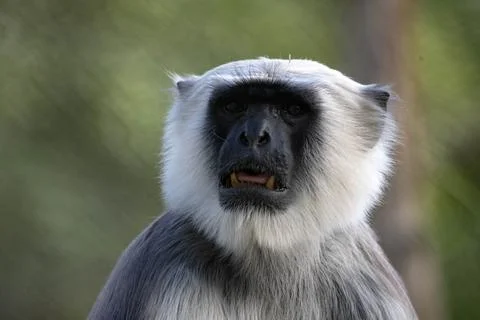 The Northern Plains Gray Langur (Semnopithecus entellus). Stock Photos