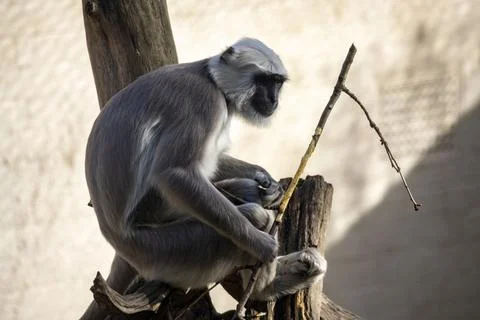 The Northern Plains Gray Langur (Semnopithecus entellus). Stock Photos
