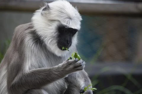 The Northern Plains Gray Langur (Semnopithecus entellus). Stock Photos