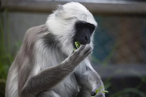 The Northern Plains Gray Langur (Semnopithecus entellus). Stock Photos