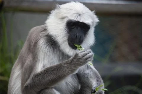 The Northern Plains Gray Langur (Semnopithecus entellus). Stock Photos
