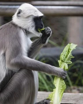 The Northern Plains Gray Langur (Semnopithecus entellus). Stock Photos