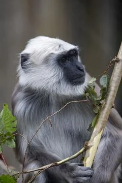 The Northern Plains Gray Langur (Semnopithecus entellus). Stock Photos