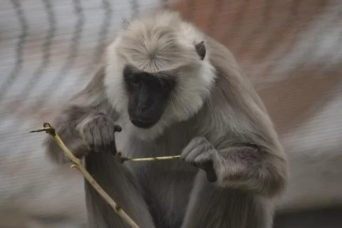 The Northern Plains Gray Langur (Semnopithecus entellus). Stock Photos