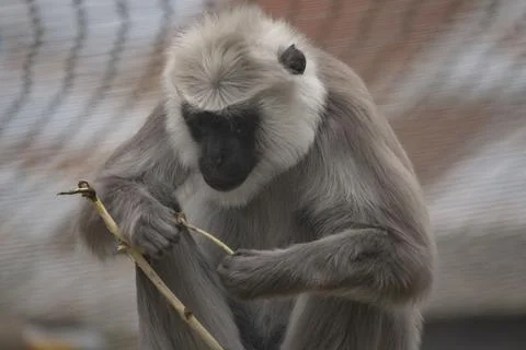 The Northern Plains Gray Langur (Semnopithecus entellus). Stock Photos