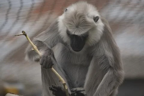 The Northern Plains Gray Langur (Semnopithecus entellus). Stock Photos