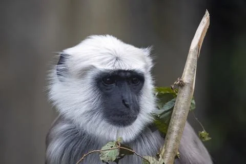 The Northern Plains Gray Langur (Semnopithecus entellus). Stock Photos