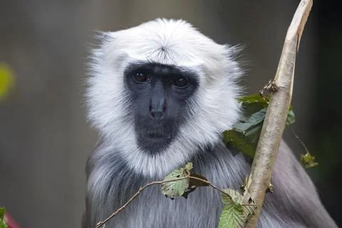 The Northern Plains Gray Langur (Semnopithecus entellus). Stock Photos