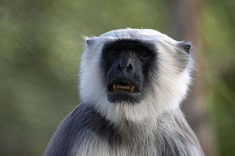 The Northern Plains Gray Langur (Semnopithecus entellus). Stock Photos