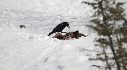 Northern raven eats Stock Footage 44404484