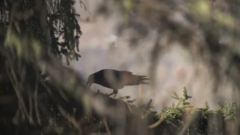 Northern raven Stock Footage 237608661