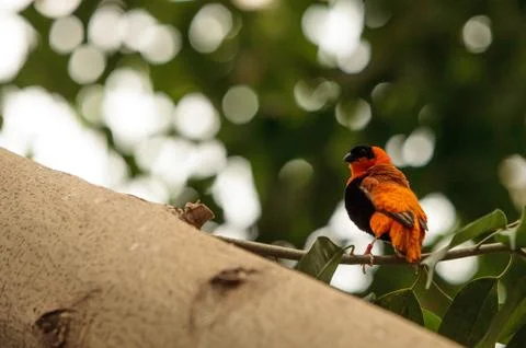 Northern red bishop bird Euplectes franciscanus Stock Photos