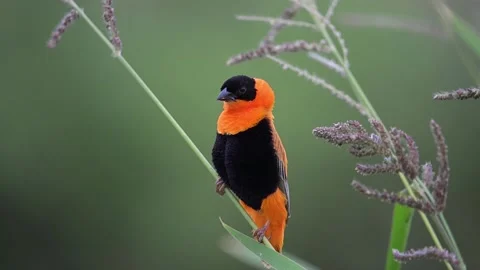 Northern Red Bishop Stock Footage 295971407