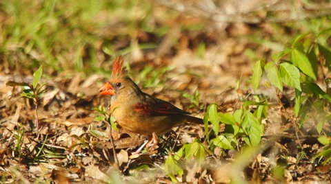 Northern Red Cardinal Vídeo Stock 49735607