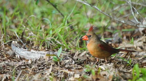 Northern Red Cardinal Stock Footage 49735768