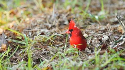 Northern Red Cardinal Видео 49735894