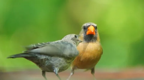 Northern Red Cardinal Stock Footage 50628811