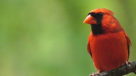 Northern Red Cardinal Video stock 56293177