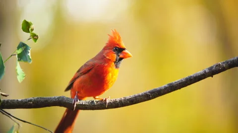 Northern Red Cardinal Stock Footage