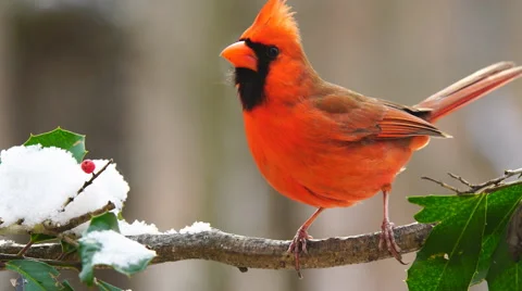 Northern Red Cardinal Vidéo 59544081