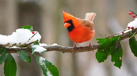 Northern Red Cardinal Stock Footage